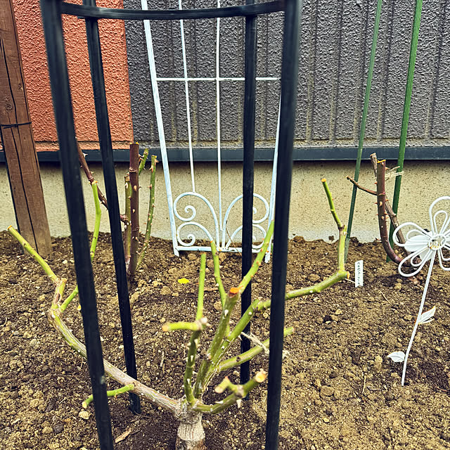 RoseLife5818さんの部屋