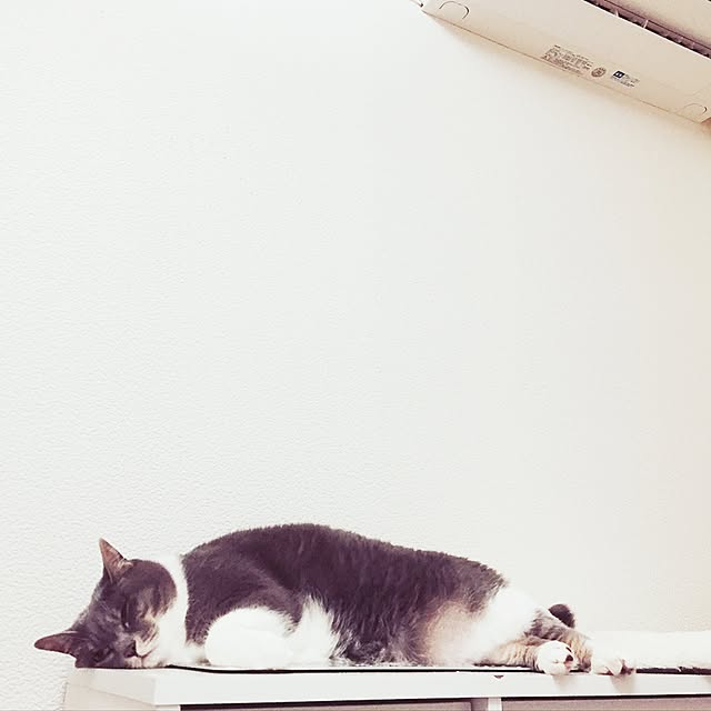 toufuさんの実例写真