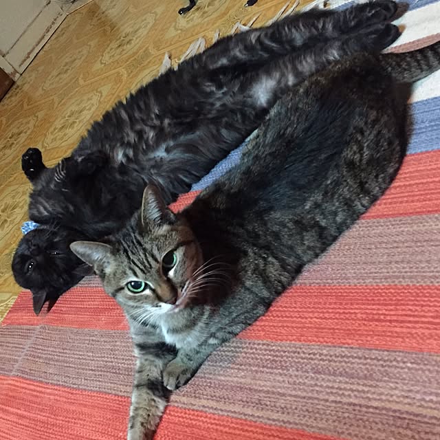 実例写真