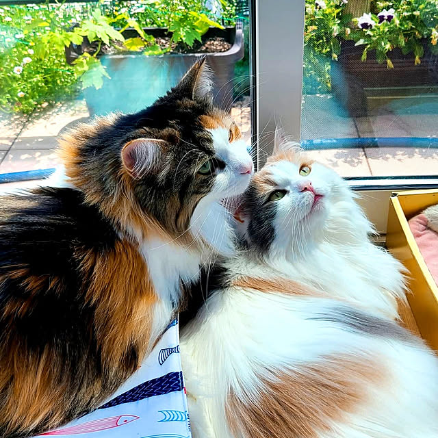 akiko6193さんの実例写真