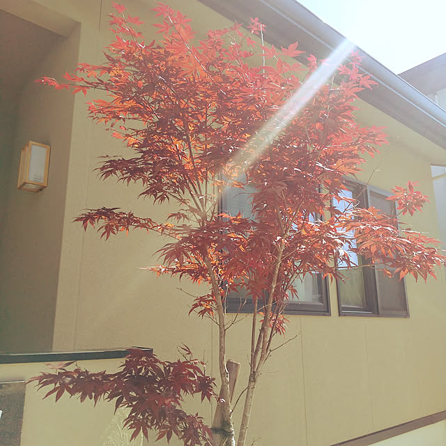 iwakiri318さんの実例写真