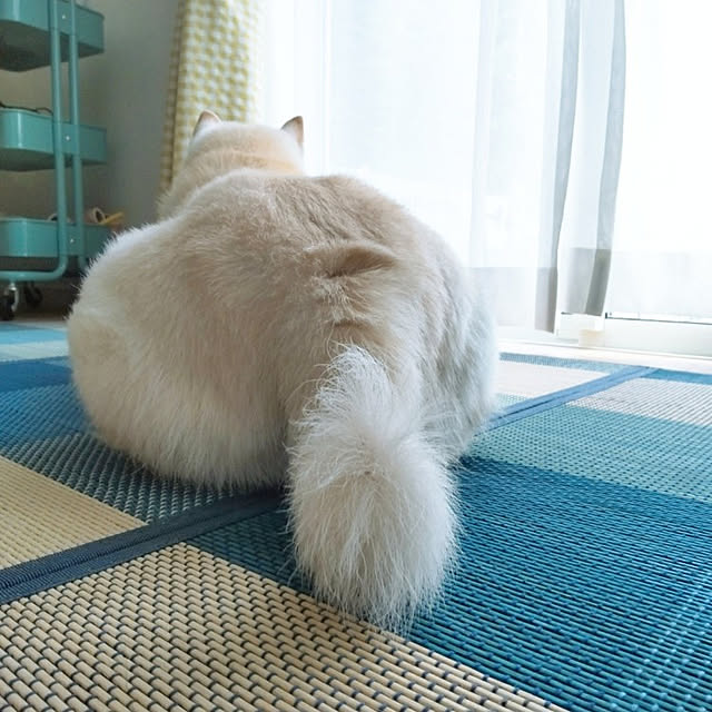 yukinkoさんの実例写真