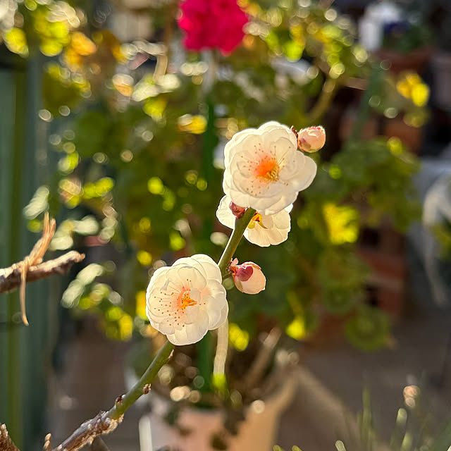 Aqettyさんの部屋