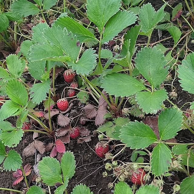 minnieさんの部屋