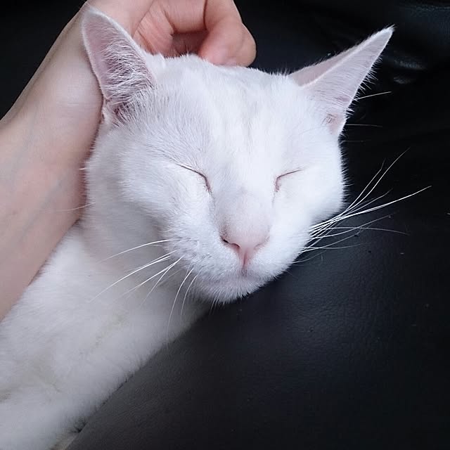 yipuuさんの実例写真