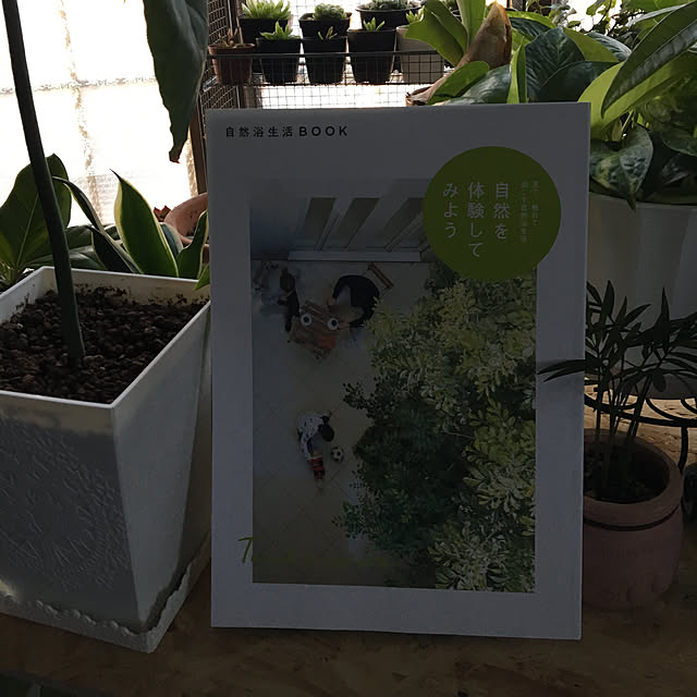 dainaoreiさんの実例写真