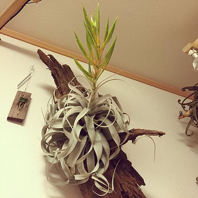 S-Tillandsiaさんの実例写真
