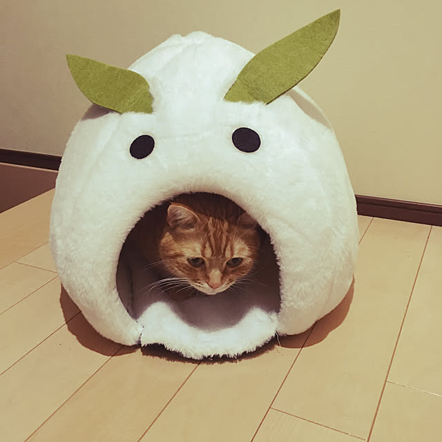 nekoさんの実例写真