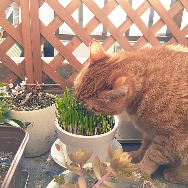 chisaviさんの実例写真