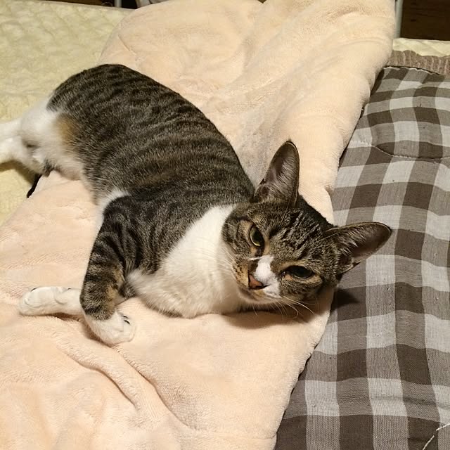 takammyさんの実例写真