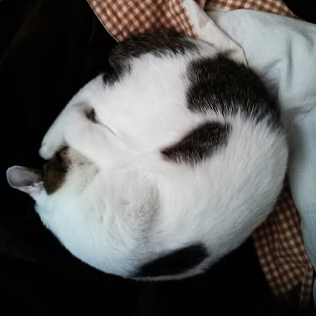 kamekoさんの実例写真
