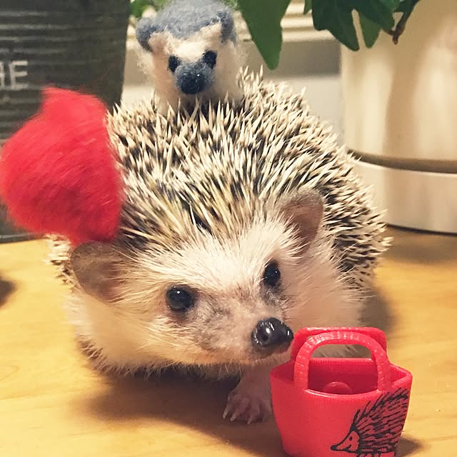saokoさんの実例写真