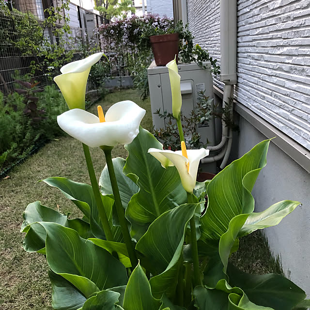 hatsugaさんの実例写真