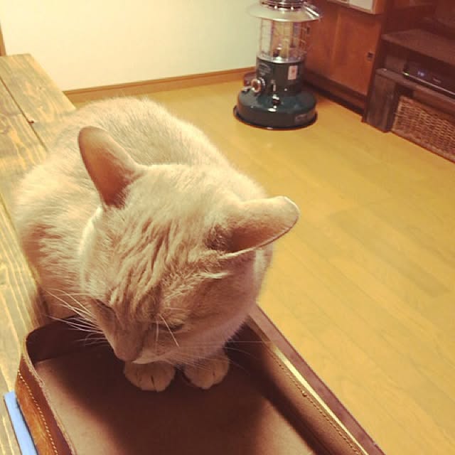 mikan161さんの実例写真