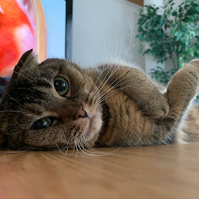 marikoさんの実例写真