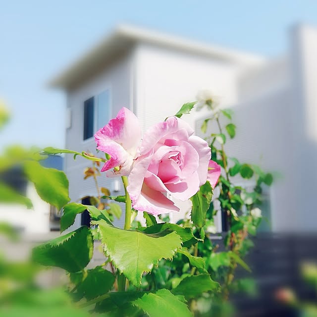surviveさんの部屋