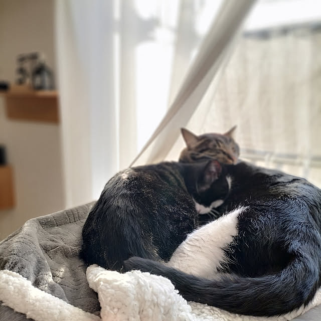 hihaさんの実例写真