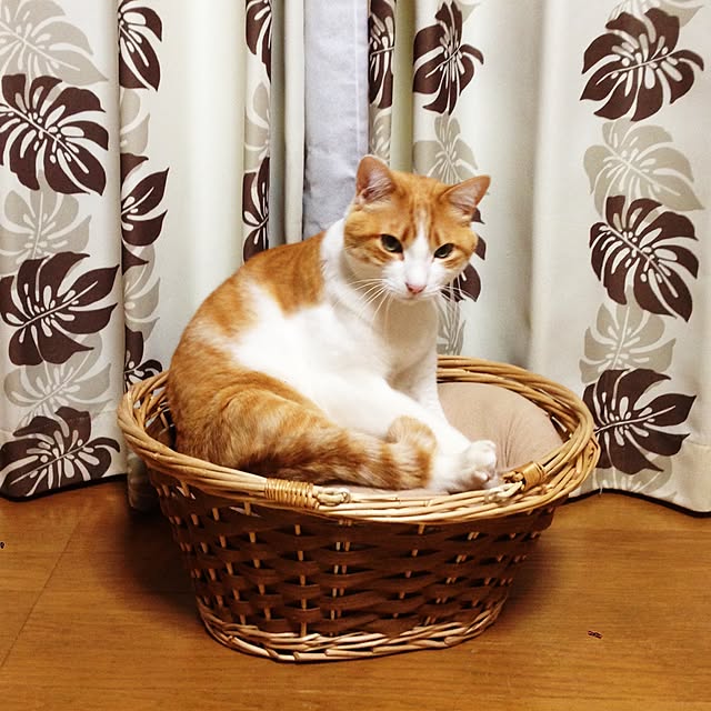 Kinanさんの実例写真