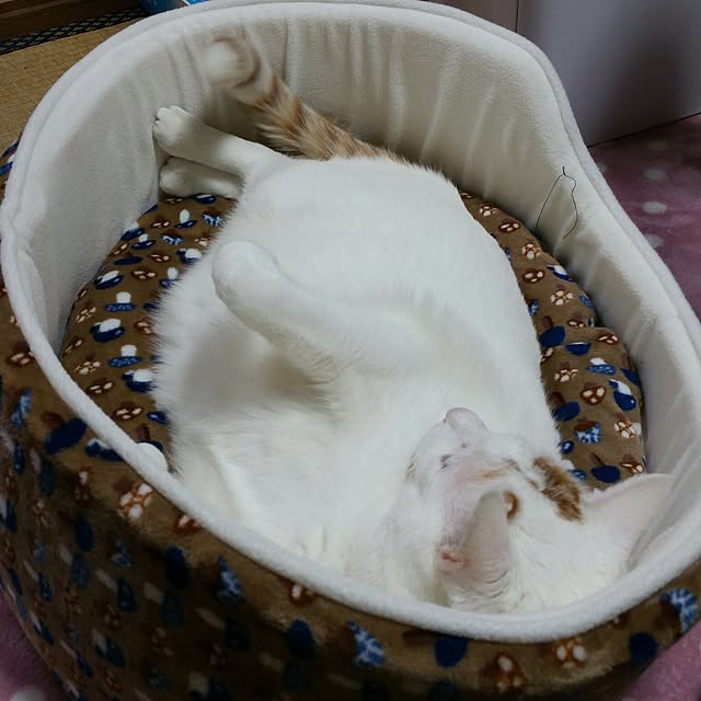 Yukikoさんの実例写真