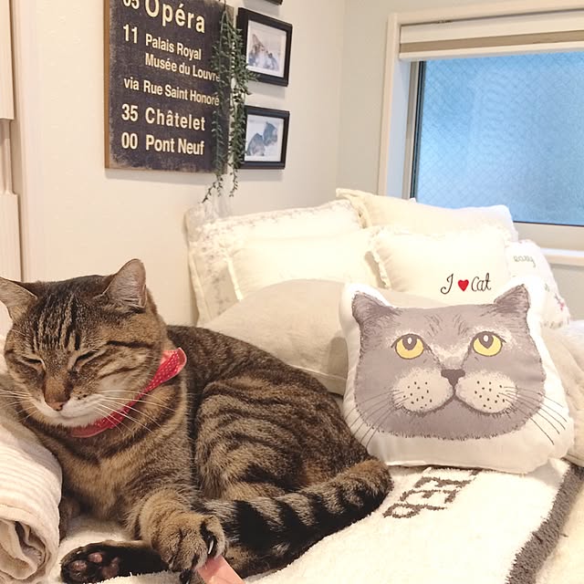 lovecatさんの実例写真