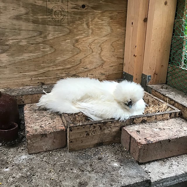 pepeさんの実例写真