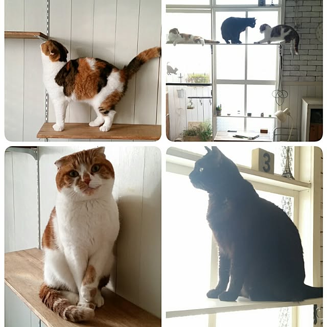 mikiさんの実例写真