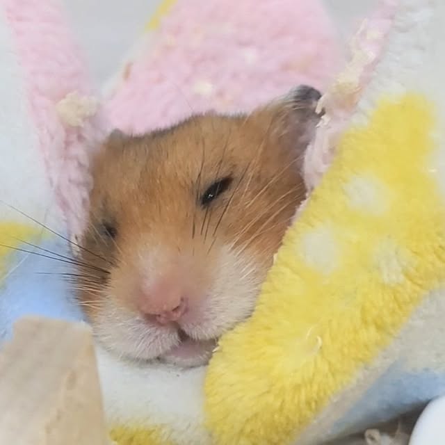 PEROさんの部屋