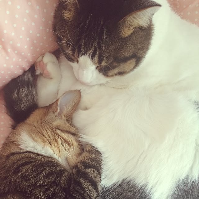 Mayさんの実例写真