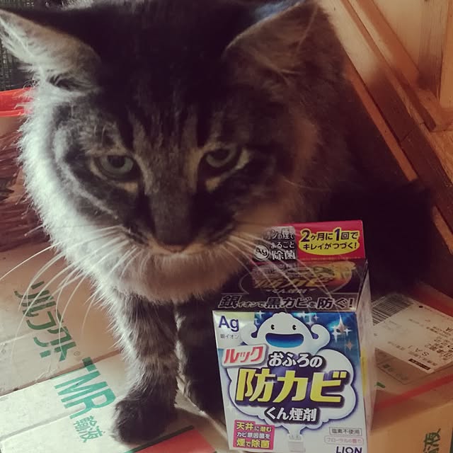 Maki-nekomamireさんの実例写真