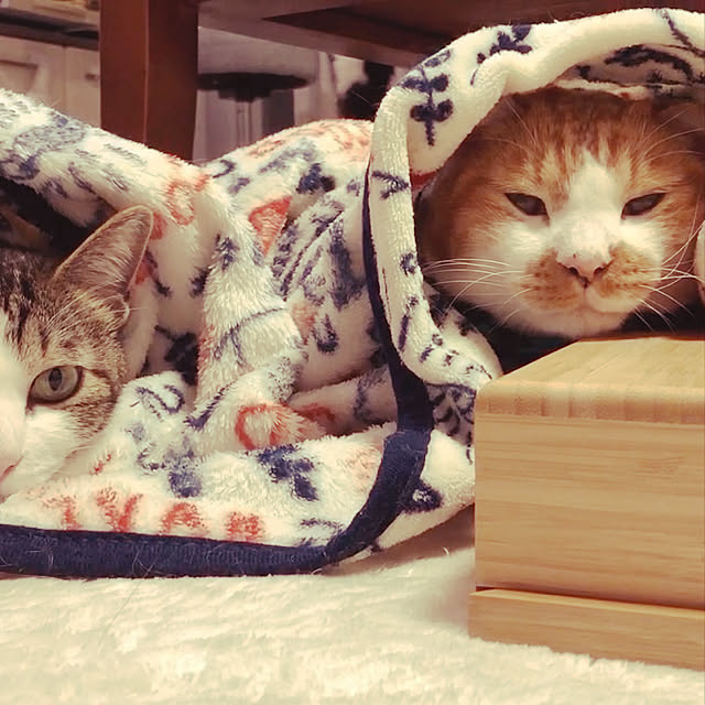 mikenekoさんの実例写真