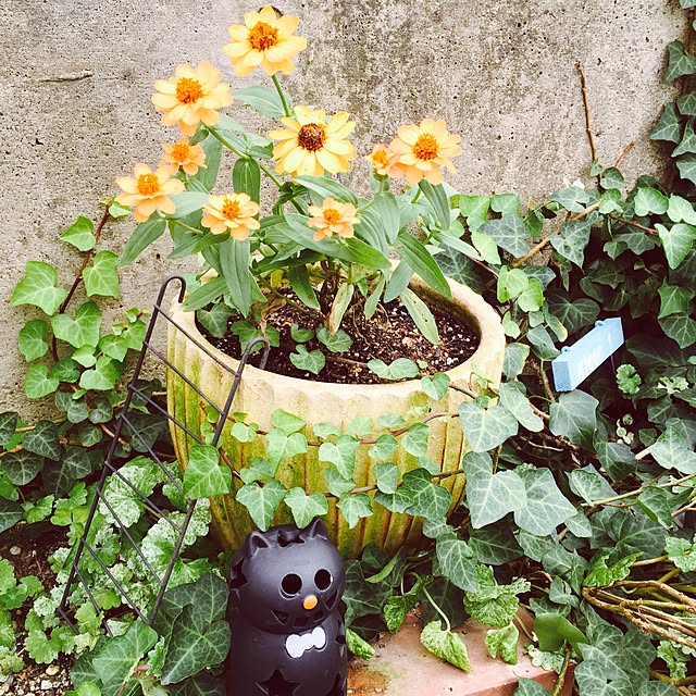mokichiさんの実例写真