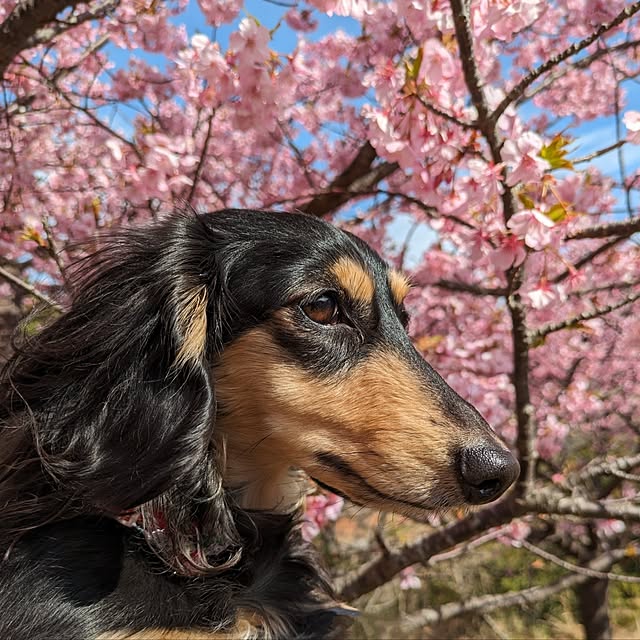 momozouさんの実例写真