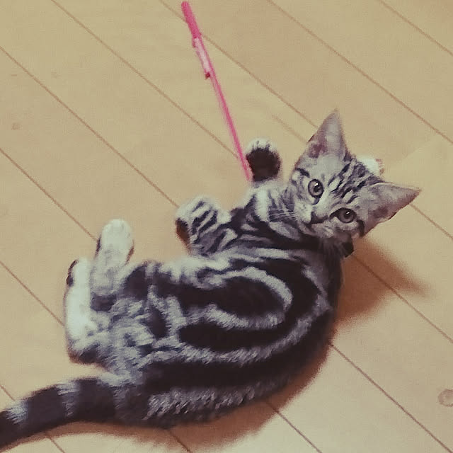 CatClipさんの実例写真