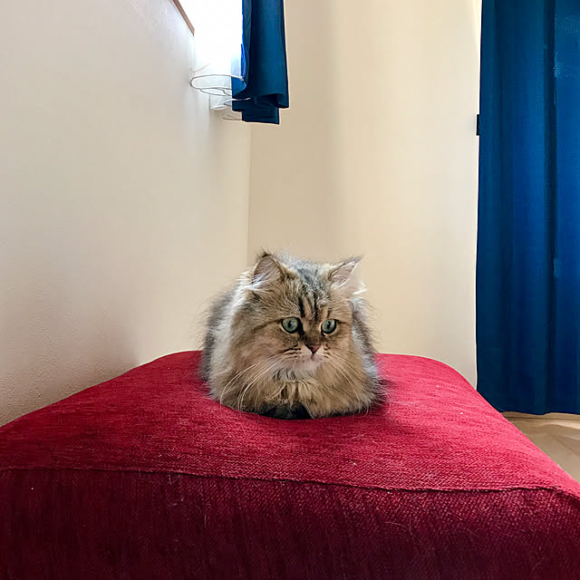 butachanさんの実例写真