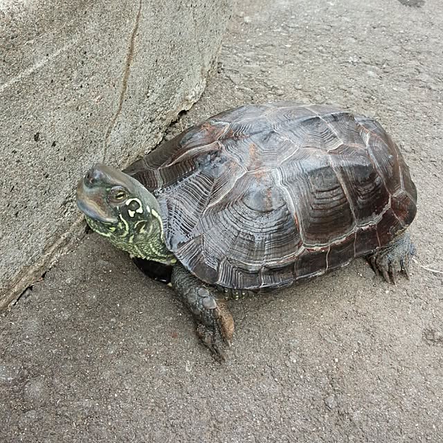 cocoさんの実例写真