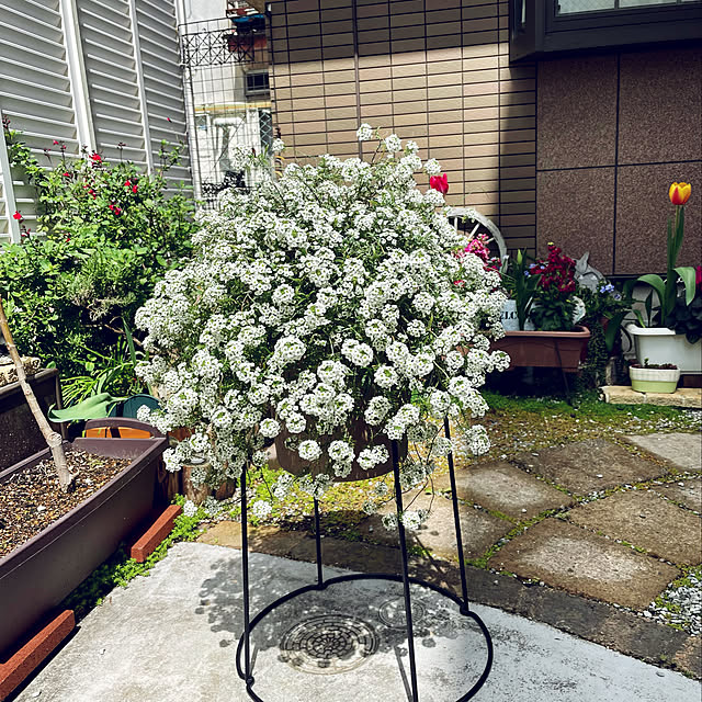 puriyuzuさんの実例写真