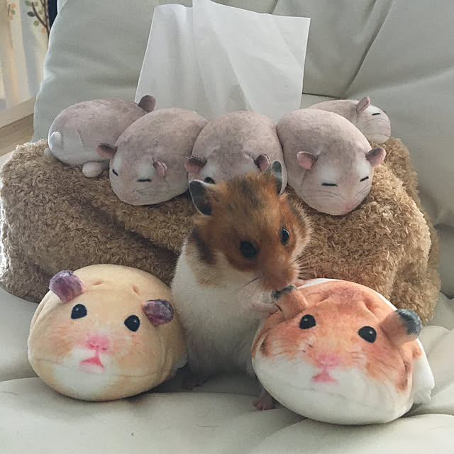 ohanaさんの実例写真