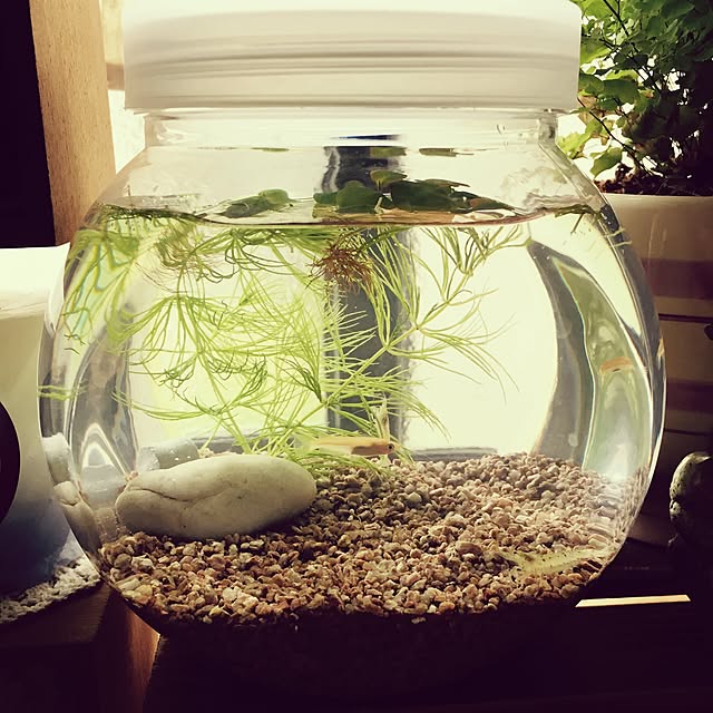 pinekonkさんの実例写真
