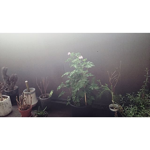 a.sさんの実例写真