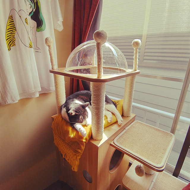 curekinokoさんの実例写真
