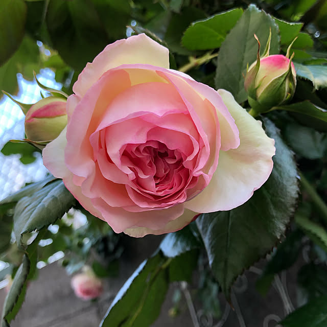 shabbycottage_saoriさんの実例写真