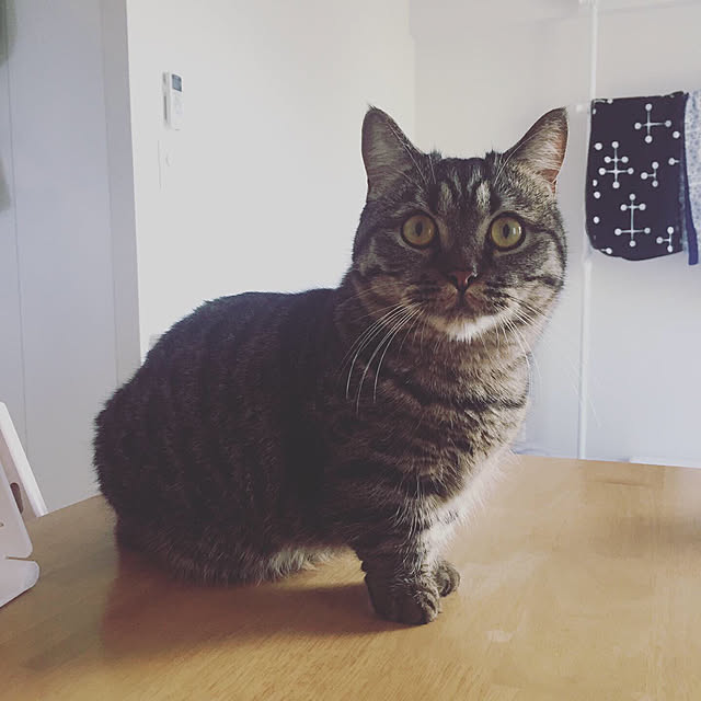 nocomomさんの実例写真
