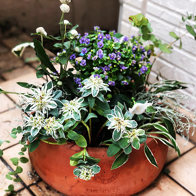 観葉植物/ナチュラル/玄関/入り口のインテリア実例 - 2019-07-23 00:13:22
