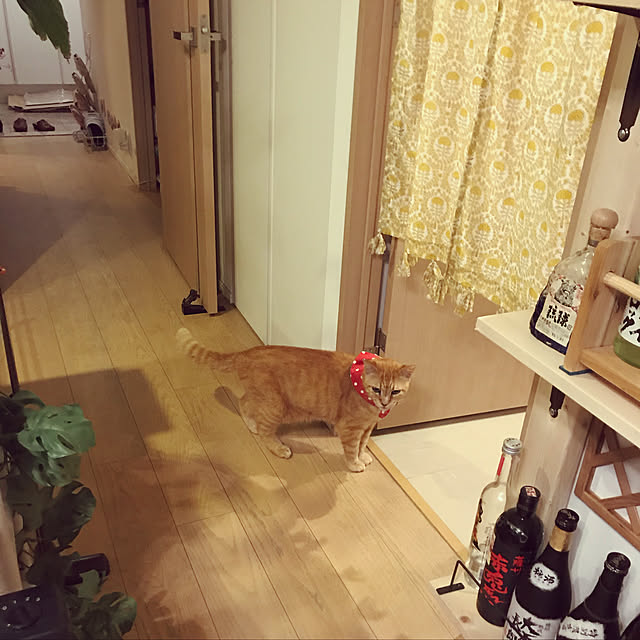 molpieさんの実例写真