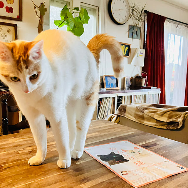 tomorinさんの部屋