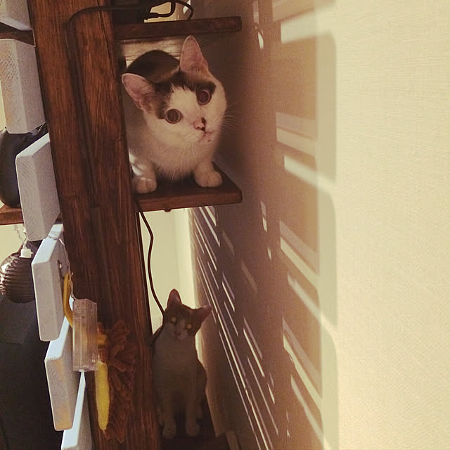 SatYさんの実例写真
