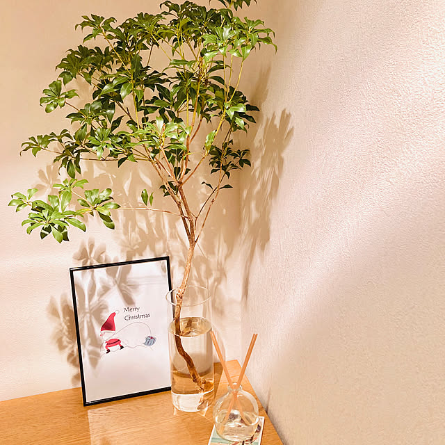 玄関/入り口/観葉植物/100均/3COINSのインテリア実例 - 2024-12-13 22:23:39