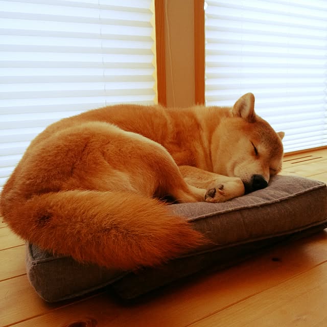 wyumeさんの実例写真