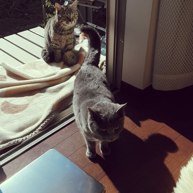 maikoさんの実例写真