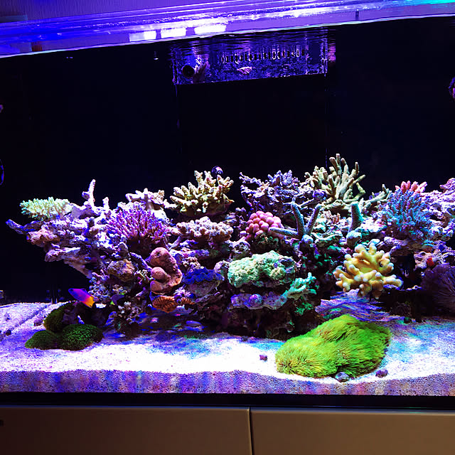aquarium_seaさんの実例写真